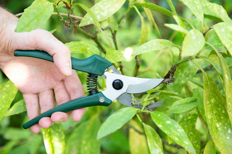 FREE Gardening and Social Event (workshop)