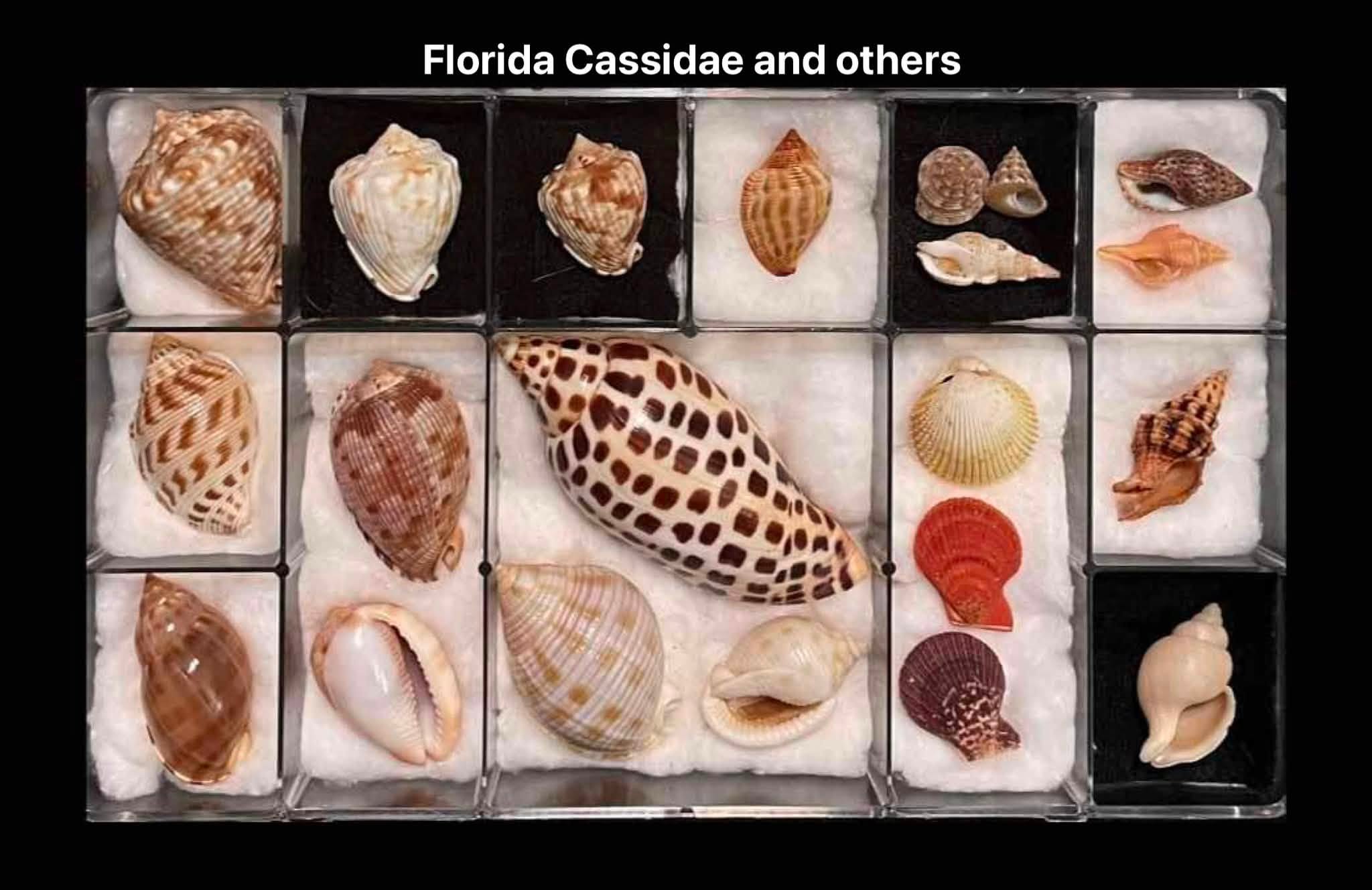 Let's Talk Shells!